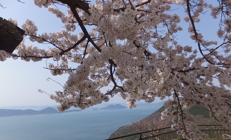 屋島の桜が満開